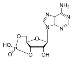 <strong>The following questions refer to the structure below: -What is the name of this molecule?</strong> A) ATP B) GTP C) GMP D) AMP E) cAMP