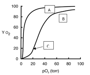 <strong>The graph to the right, where YO2 represents %O2 saturation, will be used for the following questions -Plot ___ is ___ and represents ___</strong> A) A; hyperbolic; myoglobin B) B; sigmoidal; hemoglobin C) B; hyperbolic; hemoglobin D) A; sigmoidal; hemoglobin E) Both A and B