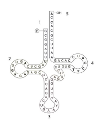 <strong>Use the structure below to answer the following questions -Where is the anticodon in the following structure?</strong> A) 1 B) 2 C) 3 D) 4 E) 5