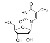 <strong>The drawing below is needed to answer the following two questions -This molecule is</strong> A) pseudouridine B) uridine C) 5-methyl uridine D) inosine E) carboxymethylaminomethyl-2-thiouridine