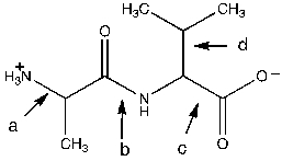 <strong>In the following figure, which bond would be unable to rotate? </strong> A) a B) b C) c D) d E) none of the above