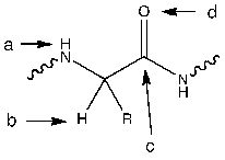<strong>Which of the following atoms would be considered a hydrogen-bond donor in an \alpha helix? </strong> A) a B) b C) c D) d E) none of the above