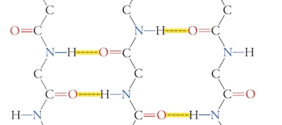 <strong>The following is an example of _____. </strong> A) parallel \alpha helix B) parallel \beta sheet C) antiparallel \alpha helix D) antiparallel \beta sheet E) none of the above