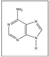 This is the structure of adenine. a. Is adenine a purine or a pyrimidine? b. Which base does adenine base-pair (H-bond) with in DNA? c. What is the name of the molecule that is composed of adenine linked to the C-1ꞌ of ribose? d. Indicate on the drawing through which atom adenine is connected to ribose or deoxyribose. e. Indicate on the drawing which groups on adenine are involved in base-pairing or H-bonding with its complementary base.