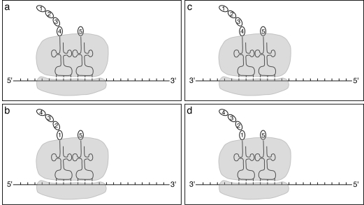 <strong>Which diagram correctly depicts a ribosome engaged in translation? </strong> A) a B) b C) c D) d