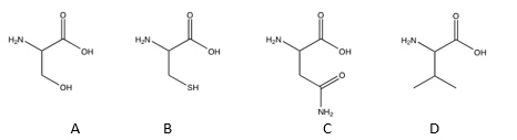 <strong>Of the following amino acids, which contains an alcohol? </strong> A) A B) B C) C D) D E) all of the above