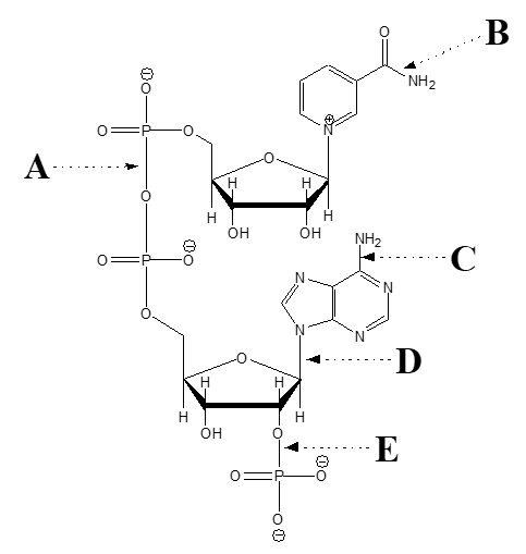 <strong> -Which arrow points at a phosphoester bond?</strong> A) A B) B C) C D) D E) E