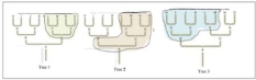 The three phylogenetic trees above all contain the same members, all have a common ancestor, but are divided up in three different ways. Which tree has members circled that are of several evolutionary lines and does not include the most recent common ancestor of the included lineages? What is this type of group is this?