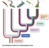 <strong>In Figure 26.09 (above) the animals across are a lancelet, lamprey, salmon, lizard, and rabbit. If the salmon, lizard, and rabbit are an ingroup, which animals above would be an outgroup and which characteristics are necessary to be in the ingroup?</strong> A) Lamprey and lancelet; notochord and vertebrae. B) Lamprey only; vertebrae, hinged jaw, tetrapod, and mammary glands. C) Lancelet and lamprey; hinged jaw, tetrapod, and mammary glands. D) Lancelet, lamprey and salmon; hinged jaw, tetrapod, and mammary glands. E) Lizard and rabbit; tetrapod and mammary glands.