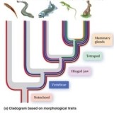 <strong>The animals across are a lancelet, lamprey, salmon, lizard, and rabbit. Which synapomorphy is common to the lizard and rabbit but not the salmon?</strong> A) Notochord. B) Vertebrae. C) Tetrapod. D) Mammary glands.