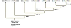 <strong>What nucleotide change is a shared derived character for species A, B, and C, but not for species G? Note: A,T,G, and C refer to nucleotide bases, and the numbers refer to the position of the base in the nucleotide sequences. For example, A6 refers to an adenine at the sixth position.</strong> A) Changing the second G to an A is common to species A, B, and C, but not to species G. B) Changing the fifth T to a G is common to species A, B, and C, but not to species G. C) Changing the second G to a T is common to species A, B, and C, but not to species G. D) Changing the second G to an A and the fifth T to a G is common to species A, B, and C, but not to species G. E) None of these show a change in derived characteristics for A, B, and C that are not found in G.