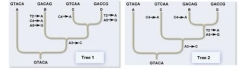 Use the principle of parsimony and molecular genetic data to choose a phylogenetic tree for your hypothesis of how the species were derived from the ancestor.