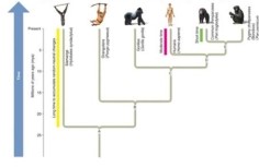 Which pair of species would be expected to have fewer genetic differences: orangutans and gorillas or gorillas and humans? Why?