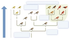 The shaded group includes all of the species that were derived from one common ancestor, this group could also be called a(n)