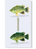 Speciation can arise through abrupt events, such as changes in chromosome number or as consequence of adaptation to different ecological niches. What is the term for the splitting or Figure A Figure B diverging of a population into two or more species and which figure (above) is best associated with this term?