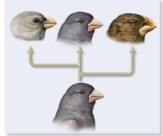 Speciation can arise through abrupt events, such as changes in chromosome number or as consequence of adaptation to different ecological niches. What is the term for the splitting or Figure A Figure B diverging of a population into two or more species and which figure (above) is best associated with this term?