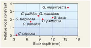 <strong>Podos measured beak depth and correlated this with finches songs. Using the figure above, which species of finch had the largest beak depth value and a vocal constraint between 2 and 3? </strong> A) G. magnirostris B) C. psittacula C) G. fortis D) G. scandens and C. pallidus E) C. olivacea