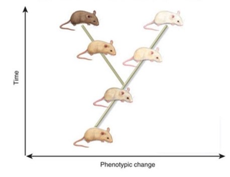 <strong>The figure above is an example of </strong> A) punctuated equlibrium. B) anogenesis. C) gradualism. D) speciation based on sexual selection. E) anogenesis and speciation based on sexual selection.