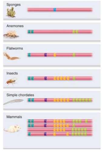 <strong>Look at the chromosomes above and determine how many group(s) of Hox genes are associated with body types for each type of animal. These associations are based on anterior, group 3, central and posterior body development.</strong> A) Mammals: 4 groups; Flatworms: 4 groups; Sponge: 2 groups; Anemones: 1 group. B) Mammals: 4 groups; Flatworms: 4 groups; Sponge: 1 groups; Anemones: 2 group. C) Mammals: 11 groups; Flatworms: 4 groups; Sponge: 1 groups; Anemones: 4 groups. D) Mammals: 27 groups; Flatworms: 4 groups; Sponge: 2 groups; Anemones: 1 group. E) All animals must have at least 2 groups because all animals have a posterior and anterior end.