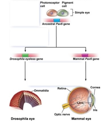 Genetic changes, under control of the Paax6 gene, led to  