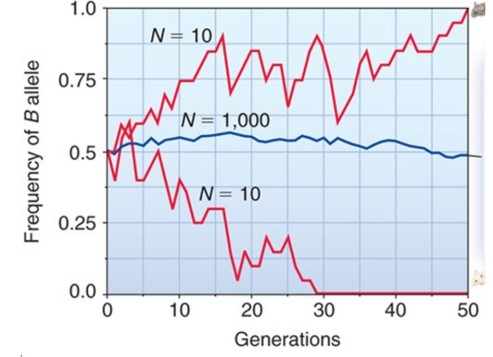 <strong>The number of generations it takes for an allele to become fixed or lost in a population depends on population size. There are three populations associated with the frequency of the b allele and its change in frequency. Which population(s) show dramatic change in b allele frequency and what are these changes? Population 1 = brown mouse (top line); Population 2 = middle line; population 3 = white mouse (bottom line). </strong> A) Population 1; it shows an extinction of the ballele resulting in all brown mice. B) Population 3; it shows an extinction of the ballele resulting in all white mice. C) Population 2; it shows an increase in the frequency of the b allele after 50 generations. D) Population 1; it shows a fixation of the ballele resulting in all brown mice and Population 3 shows . an extinction of the b allele resulting in all white mice. E) Population 1, 2, and 3 all show drastic changes in ballele frequency after 50 generations, with the . complete elimination of the b allele in all three populations.