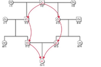 <strong>Inbreeding increases the likelyhood that an individual will become homozygous for any given gene. Inbreeding may have negative consequences with regard to recessive alleles. The diagram above shows inbreeding between _________ which could lower the fitness of the homozygote. This lowering of fitness because of inbreeding is called _________.</strong> A) siblings; inbreeding depression. B) cousins; inbreeding depression. C) siblings; puma concolor cory. D) cousins; genetic drift. E) siblings; sexual selection.