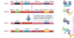 <strong>Introns and an exons are removed from Gene 1 and inserted into Gene 2. What could happen to the protein product as a result of this mistake?</strong> A) Nothing; Gene 2 receives all of its necessary exons so the protein will be translated correctly. B) Only the first segment of Gene 2 will be translated into a protein, therefore the protein will be nonfunctional. C) All of Gene 1 and 2 will be translated into proteins; there is an insertion of an Exon 2 from Gene 1 . into Gene 2, the protein may not function properly. Natural selection may eliminate this protein or if the new protein provides a beneficial trait it may increase in prevalence in the population. D) The start codon from Gene 1 is not present after intron removal, therefore this gene will not be translated. E) Only Gene 1 will be translated into a protein since Gene 2 has an extra Exon 2.