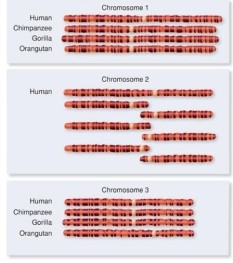 <strong>In comparing the chromosomes of humans, chimpanzees, gorillas, and orangutans which type of genomic evolution has occured with chromosome 3 in the orangutan compared to the other species? </strong> A) inversion. B) duplication. C) splitting. D) both inversion and duplication. E) splitting of the gene and duplication of the entire chromosome.