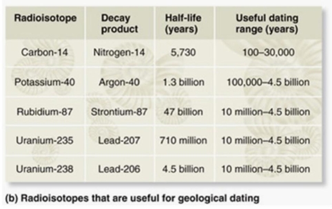 <strong>The age of a fossil can be estimated by analyzing the decay of radioisotopes within the accompanying rock. If you suspected a fossil was 100 million years old, which type of radioisotopes would you use to analyze the accompanying rock? </strong> A) Potassium-40/Argon-40 (half-life = 1.3 billion years; useful dating range =100,000-4.5 billion years) B) Rubidium-87/Strontium-87 (half-life = 47 billion years; useful dating range = 10 million-4.5 billion years) C) Uranium-235/Lead-207 (half-life = 710 million years; useful dating range = 10 million-4.5 billion years) D) Carbon-14/Nitrogen-14 (half-life = 5,730 years; useful dating range = 100-50,000 years) E) Uranium-238/Lead-238 (half-life 4.5 billion years; useful dating range = 10 million-4.5 billion years)