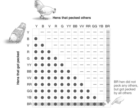 <strong> Refer to the figure above and then answer the question that follows. -The figure documents pecking order in hens. What type of behavior does this data analyze?</strong> A) territoriality B) altruism C) dominance D) eusociality
