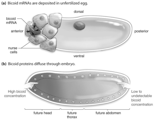 Refer to the figure above and then answer the questions that follow. -An egg with no bicoid will produce no anterior or posterior structures at all.