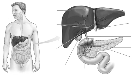 Label the accessory glands of the digestive system.