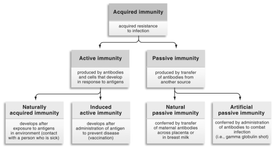<strong> Refer to the figure above and then answer the questions that follow. -The polio vaccine injects harmless antigens from the poliovirus into our bodies. As a result, our bodies make antibodies against the poliovirus, so that if it ever came into our body we would be able to fight it off. Such a vaccine would best fit into which category?</strong> A) passively acquired immunity B) artificially acquired immunity C) actively acquired immunity D) innate immunity