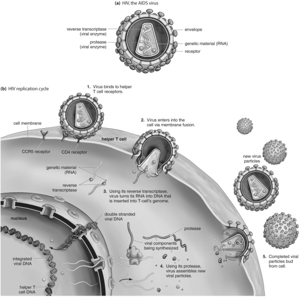 <strong> Refer to the figure above and then answer the questions that follow. -Which of the following is not true of HIV?</strong> A) It changes its surface proteins frequently. B) It inserts a copy of viral DNA into the nucleus of infected cells. C) New viruses are assembled in the nucleus of infected cells. D) When it buds off from an infected cell, it surrounds itself with part of the infected cell's membrane.