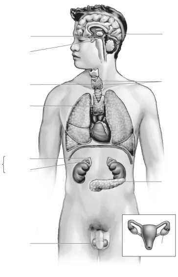 Label the major hormone-secreting glands of the human body.