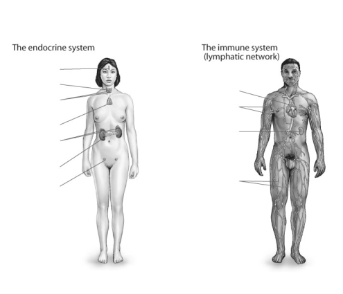 Label the parts of the following organ systems of the human body.