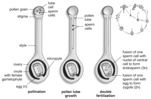 Refer to the figure above and then answer the question that follows. -In addition to the zygote (embryo), what results from double fertilization in angiosperms?