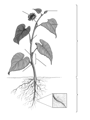 Label the parts of the flowering plant (angiosperm).  <div style=padding-top: 35px> 