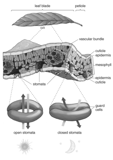 <strong> Refer to the figure above and then answer the question that follows. -Why are the stomata concentrated on the underside of the leaf?</strong> A) This location allows them to hide from potential predators. B) Shade reduces water loss. C) The carbon dioxide concentration is higher. D) Photosynthesis occurs only on the underside of leaves.