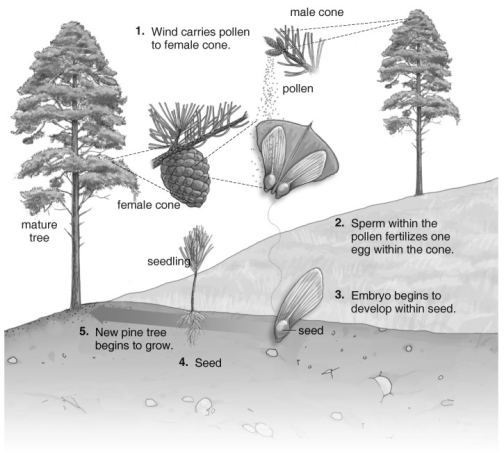 <strong> Refer to the figure above and then answer the questions that follow. -Gymnosperms:</strong> A) lack eggs and sperm. B) lack leaves. C) lack seeds. D) lack flowers.