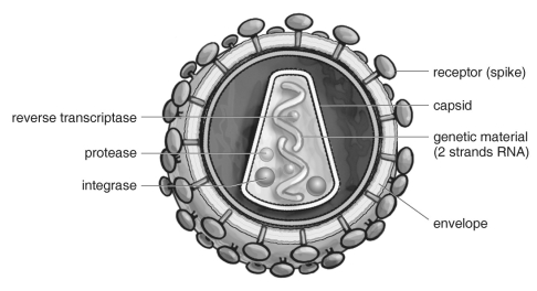<strong> Refer to the figure above and then answer the question that follows. -This structure does not appear to be cellular. It consists of a mixture of protein and RNA and can cause an immune response in humans. Which of the following describes this structure?</strong> A) plant B) protist C) fungus D) virus