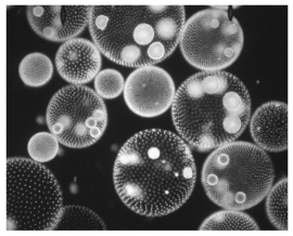 <strong> Refer to the figure above and then answer the question that follows. -The organism in the figure above is small, is unicellular, is a photoautotroph, and looks green. Which of the following describes this organism?</strong> A) protist B) fungus C) plant D) animal