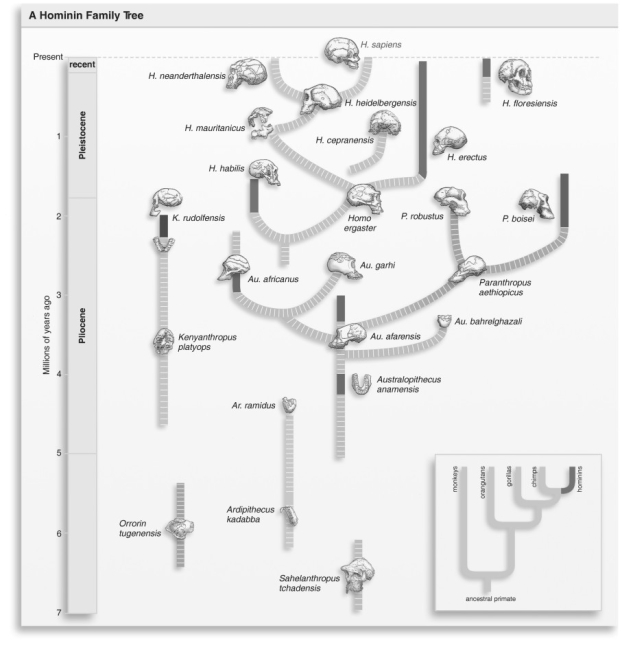 <strong> Refer to the figure above and then answer the question that follows. -Anthropologists may not agree with the conclusions implied by the arrangement of species in the figure above. What is the main reason for that disagreement?</strong> A) There is too much competition among anthropologists to interpret fossil evidence. B) There is not enough fossil evidence to form solid conclusions. C) Museums are keeping their fossils from public view. D) There are not enough scientists to study all of the fossils available for study.