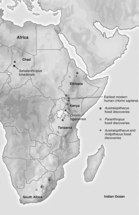 <strong> Refer to the figure above and then answer the question that follows. -Which part of Africa witnessed the development of the hominin group?</strong> A) north Africa B) south Africa C) east Africa D) west Africa