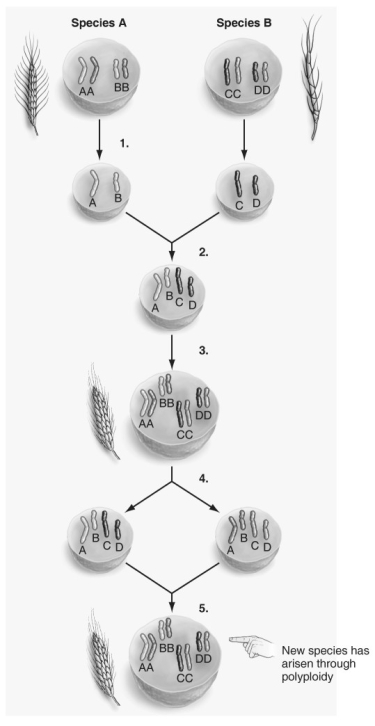 Label the steps of polyploidy in the figure below.   
