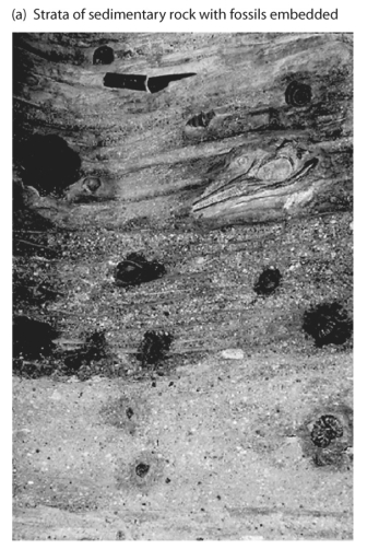 <strong>  Refer to the figure above and then answer the question that follows.  -Assume that it is possible to remove continuous cores of rock from the earth 6 inches in diameter and 3,000 feet long. What would the theory of evolution by natural selection predict about the fossils in such cores as they are examined from bottom to top?</strong> A) The number of fossils decreases, but the number of species increases. B) Species change gradually. C) Fossil species remain constant. D) There are gaps in the core where no fossils are found. <div style=padding-top: 35px> 