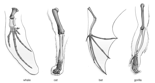 <strong>  Refer to the figure above and then answer the question that follows.  -Homologous structures, such as a bat wing and whale flipper, are/have</strong> A) structures that did not develop in response to natural selection. B) formed from genes on the same pair of chromosomes. C) the result of pairs of chromosomes that are identical in bats and whales. D) the same underlying structure as a result of inheritance from a common ancestor. <div style=padding-top: 35px> 
