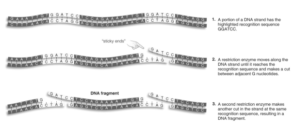 <strong> Refer to the figure above and then answer the question that follows. -Which statement about restriction enzymes is true?</strong> A) Millions of different ones have been identified so far. B) They cut only one strand of DNA to produce a fragment. C) They are isolated from human cells, which naturally produce them. D) They cut any DNA with their recognition sequence.