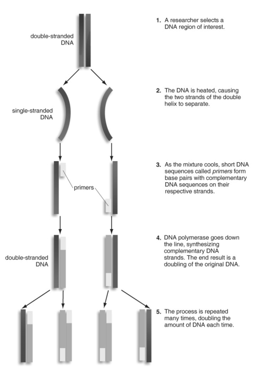 <strong> Refer to the figure above and then answer the questions that follow. -In PCR, what is the function of the primers?</strong> A) They separate DNA strands. B) They indicate where DNA synthesis should start. C) They extract DNA from cells. D) They introduce DNA into bacteria.