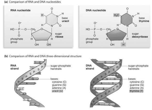 <strong> Refer to the figure above and then answer the question that follows. -What is one of the ways that RNA is different from DNA?</strong> A) DNA translates, but RNA does not participate in translation. B) RNA nucleotides do not have the base U (uracil). C) RNA is found in the cytoplasm as well as in the nucleus, whereas DNA is present in the nucleus. D) RNA is made of amino acids, not nucleotides. E) RNA nucleotides do not have the base A (adenine).
